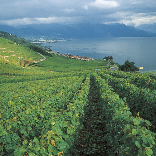 Léman
