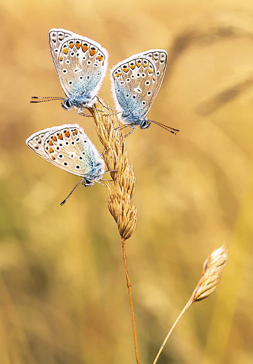 07-198003- Papillons