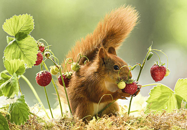 07-197849 - Squirrel