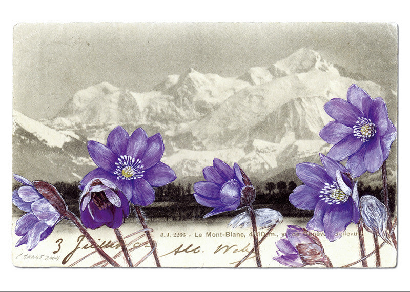 Hépatique à trois lobes - Hepatica nobilis. "Epîtres florales" Catherine Ernst