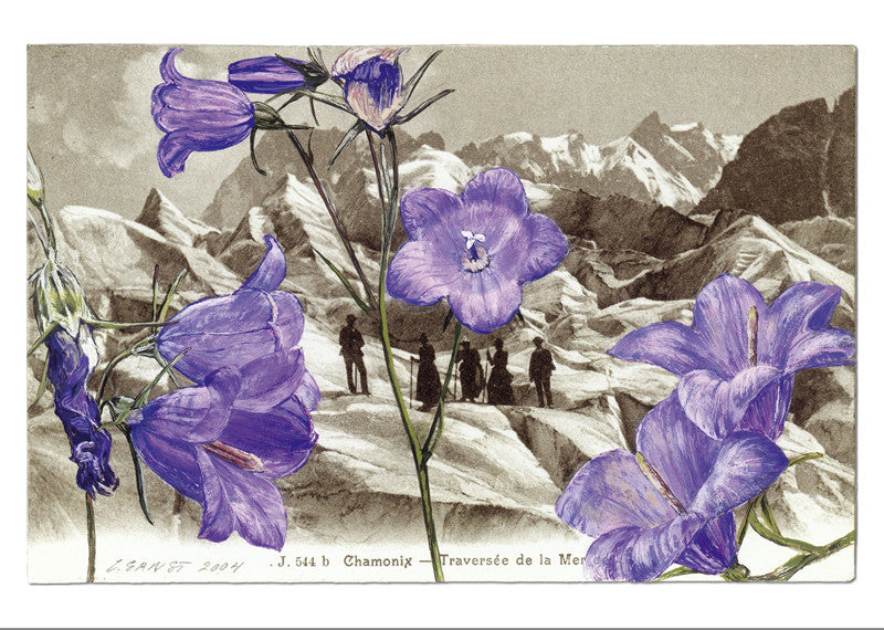 Campanule à feuilles rondes Campanula  rotundifolia. Chamonix - Traversée de la Mer de Glace