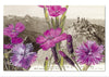 "Epîtres florales" Catherine Ernst