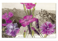 "Epîtres florales" Catherine Ernst