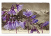 "Epîtres florales" Catherine Ernst