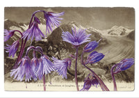 "Epîtres florales" Catherine Ernst