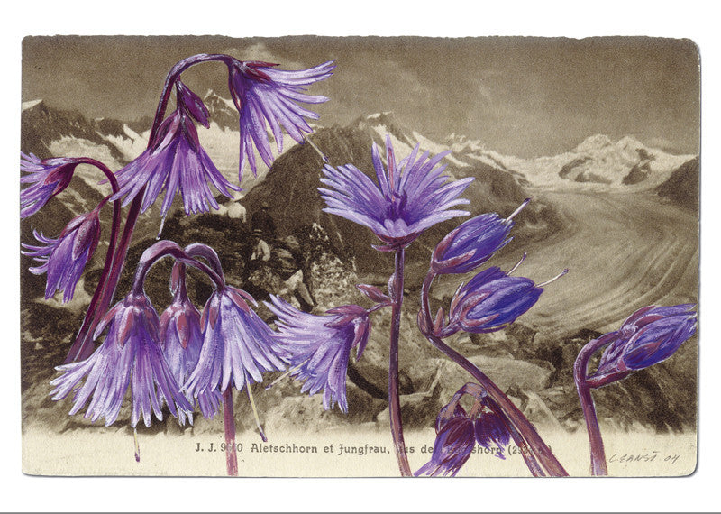 10509 - Soldanella alpina - Aletschhorn and Jungfrau from Eggishorn, Switzerland