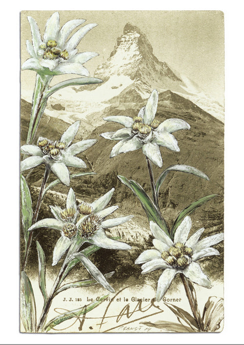 "Epîtres florales" Edelweiss - Leontopodium alpinum. Le Cervin et le Glacier de Gorner
