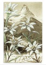 "Epîtres florales" Catherine Ernst