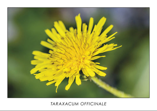  TARAXACUM OFFICINALE - Dandelion