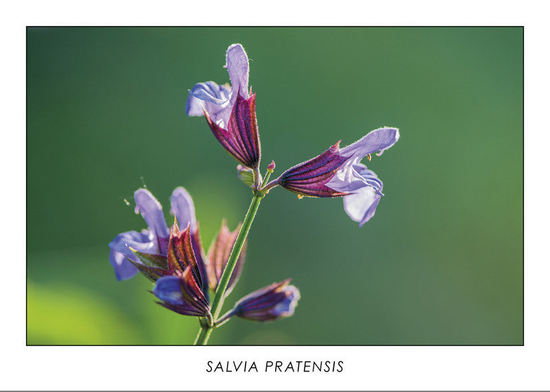 SALVIA PRATENSIS - Sage flower
