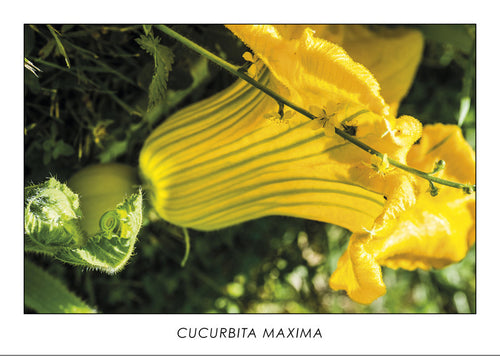 CUCURBITA MAXIMA - Squash flower