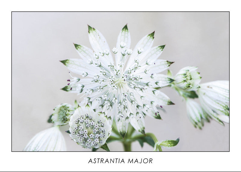 ASTRANTIA MAJOR - Great masterwort. Collection Botanic.