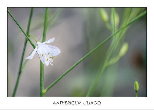 ANTHERICUM LILIAGO - St. Bernard’s lily. Collection Botanic.