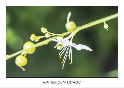 ANTHERICUM LILIAGO - St. Bernard’s lily. Collection Botanic.