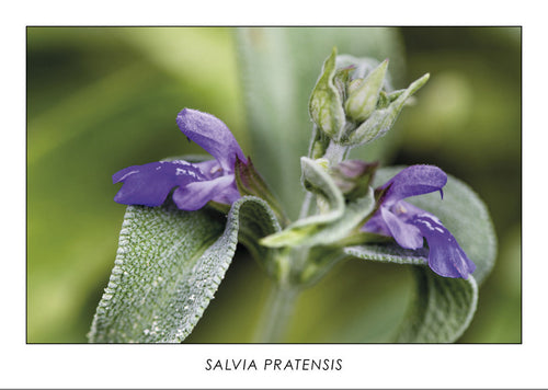 SALVIA PRATENSIS - Sage flower. Collection Botanic