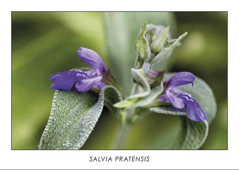 SALVIA PRATENSIS - Sage flower. Collection Botanic