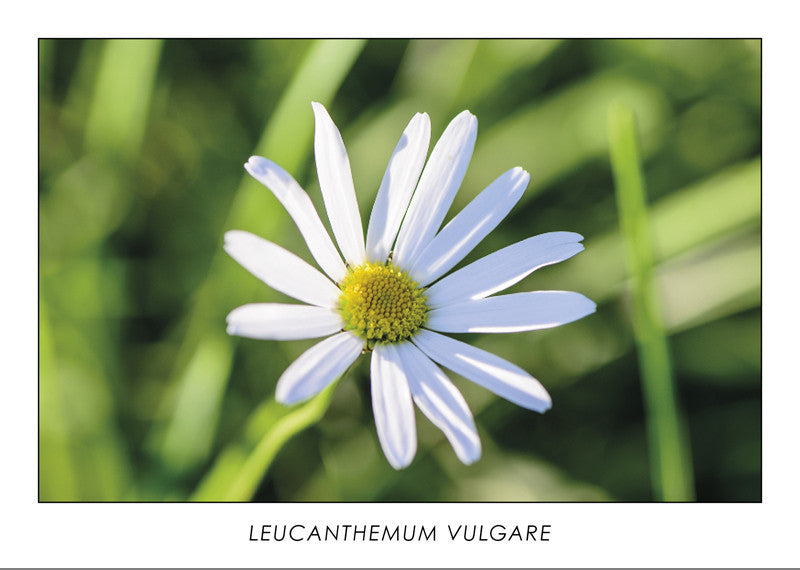LEUCANTHEMUM VULGARE - Oxeye daisy. Collection Botanic