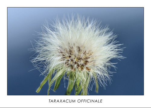  TARAXACUM OFFICINALE - Dandelion. Collection Botanic. 