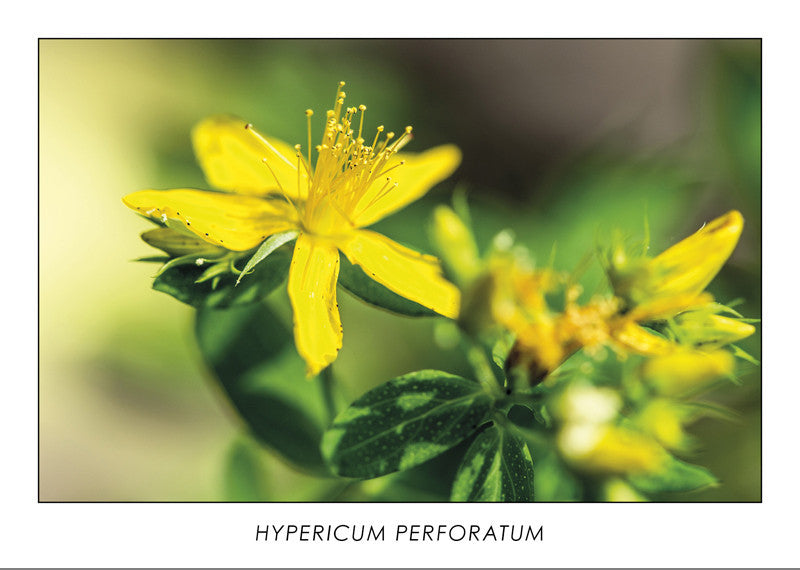 HYPERICUM PERFORATUM - Perforate St. John’s-wort. Collection Botanic.