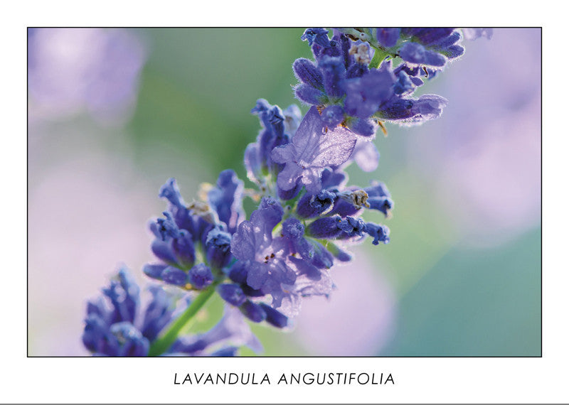 LAVANDULA ANGUSTIFOLIA – Lavender