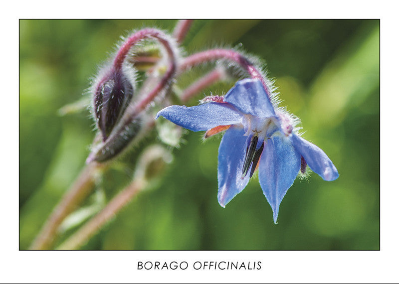 BORAGO OFFICINALIS - Starflower
