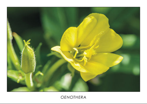 OENOTHERA - Evening primrose