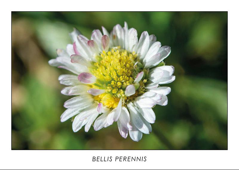 BELLIS PERENNIS - Pâquerette