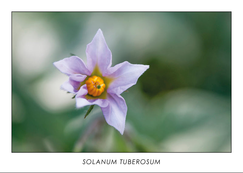 SOLANUM TUBEROSUM -Fleur de pomme de terre  