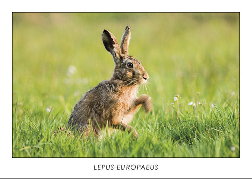 LEPUS EUROPAEUS - Brown hare. Collection Alpine Fauna