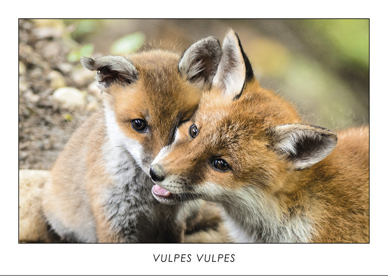  VULPES VULPES - Red fox - Collection Alpine Fauna