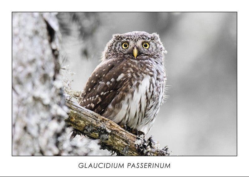 GLAUCIDIUM PASSERINUM - Pygmy owl. Collection Alpine Fauna.