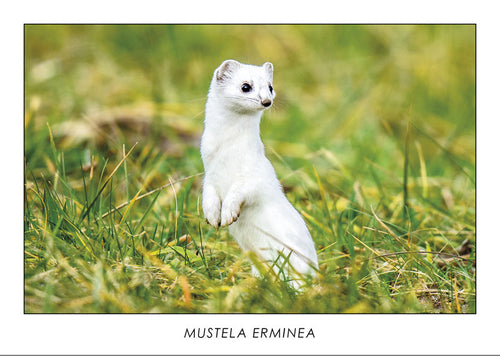 MUSTELA ERMINEA - Stoat. Collection Alpine Fauna.