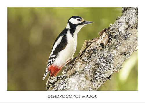DENDROCOPOS MAJOR - Great spotted woodpecker. Collection Alpine Fauna