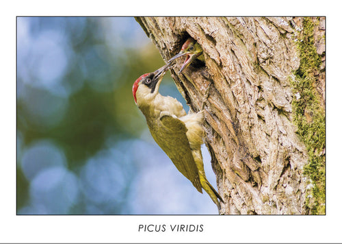 PICUS VIRIDIS - Green woodpecker. Collection Alpine Fauna.