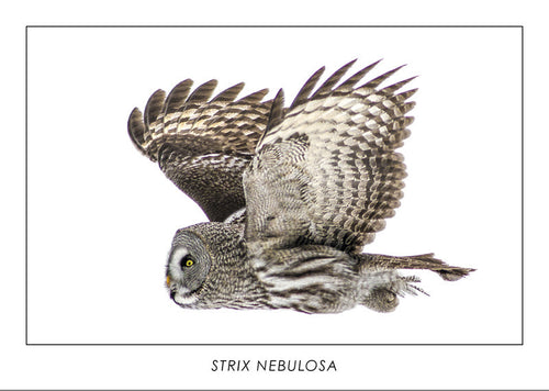 STRIX NEBULOSA - Great grey owl. Collection Wildlife