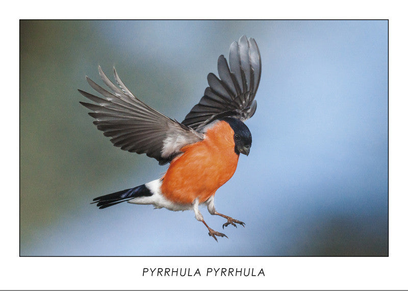 PYRRHULA PYRRHULA - Eurasian bullfinch. Collection Alpine Fauna. 
