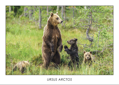 URSUS ARCTOS - Brown bear. Collection Alpine Fauna.