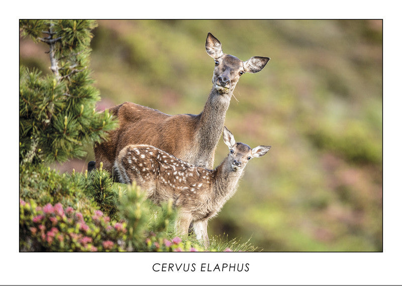 CERVUS ELAPHUS - Hind. Collection Alpine Fauna. 