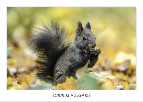 SCIURUS VULGARIS - Red squirrel. Collection Alpine Fauna.