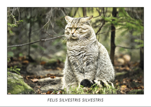 FELIS SILVESTRIS SILVESTRIS - European wildcat. Collection Alpine Fauna.