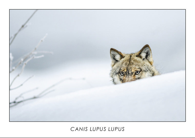 CANIS LUPUS LUPUS - Eurasian Wolf. Collection Alpine Fauna.