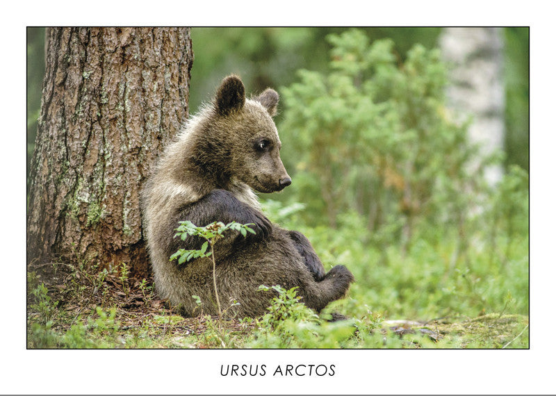 URSUS ARCTOS - Brown bear. Collection Alpine Fauna