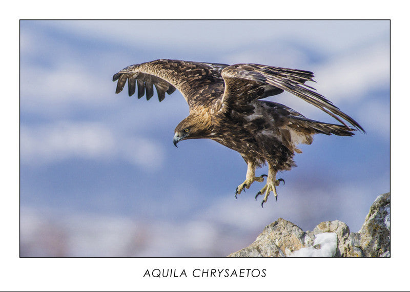 AQUILA CHRYSAETOS - Golden eagle. Collection Alpine Fauna.