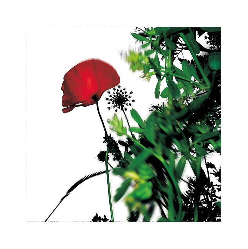192 - Serie Poppy's - L'Herbier Humerose