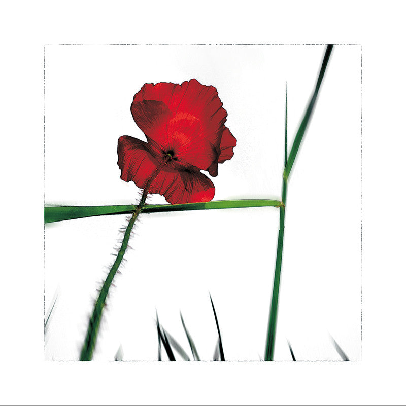 192 - Série Poppy's - L'Herbier Humerose