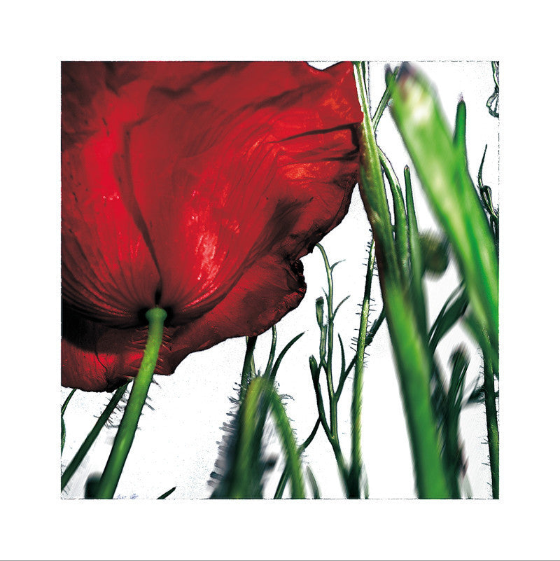 POPPY - L'HERBIER HUMEROSE
