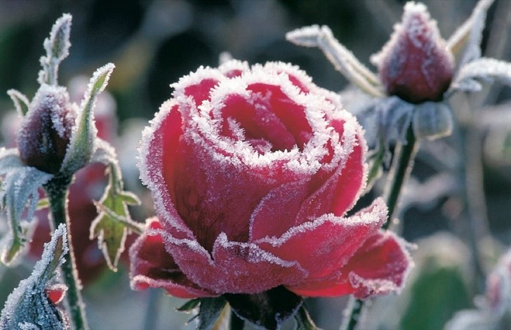 07-19430 - Roses