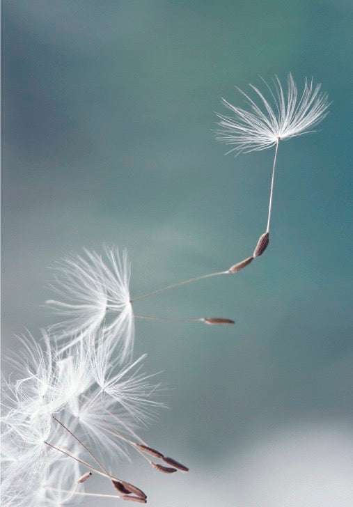 07-195858 - Dandelions