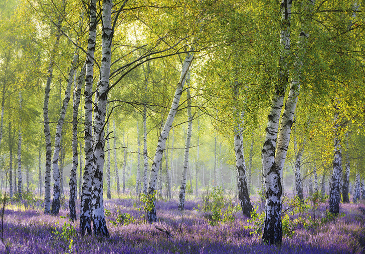07-197287 - Birches in the sunlight