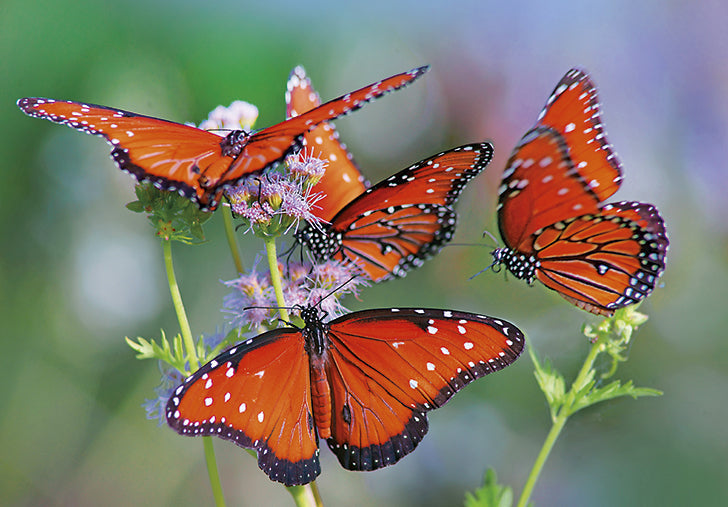 07-197488 - Schmetterlinge
